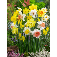 Zmes záhonových narcisov, bal. 20 ks, 12/14