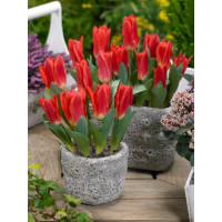 Tulipa ´Scarlet Baby´ / Tulipán, bal. 7 ks, 11/12