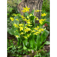 Erythronium ´Pagoda´ / Kandík žltý, bal. 3 ks, I.