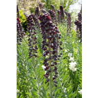 Fritillaria persica / Perzská korunkovka, 20/24