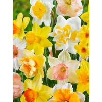 Zmes záhonových narcisov, bal. 20 ks, 12/14