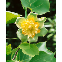 Liriodendron tulipifera / Ľaliovník tulipánokvetý, 60-80 cm, C5