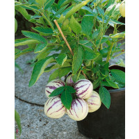 Solanum muricatum ´Copa®´ / Pepino Gold, 10-15 cm, K7
