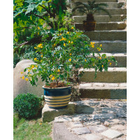 Cassia corymbosa / Kasia zlatožltá, K9