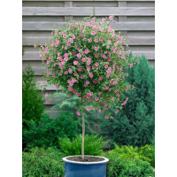 Anisodontea capensis / Trpasličí ibištek, 20 cm, K9