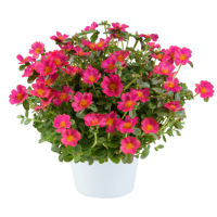 Portulaca x umbraticola Pazzaz Nano™ Fuchsia Imp / Portulaka, K7