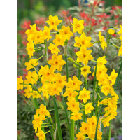 Narcis ´Baby Boomer´ / Narcis, bal. 5 ks, 10/12