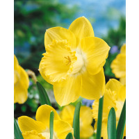 Narcis ´Cairngorm´, bal. 5 ks, 12/14