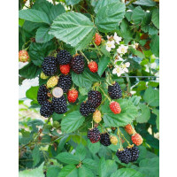 Rubus fruticosus ´Navaho´ / Beztŕňová černica, 30-40 cm, K9