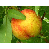 Prunus persica ´Harco´ / Nektarinka, Rakoniew.