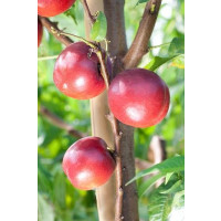 Prunus persica ´Venus´ / Nektarinka, Adesoto