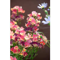 Nemesia x hybrida ´Nesia®Tropical´  / Nemesia, bal. 6 ks, 6x K7