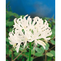 Nerine bowdenii ´Alba´ / Nerina biela, bal. 2 ks, 12/14