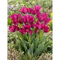 Tulipa ´Night Club´ / Tulipán, bal. 7 ks, 11/12