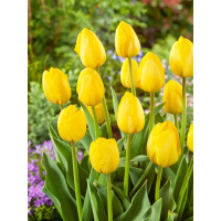 Tulipa ´Novi Sun´ / Tulipán, bal. 7 ks, 11/12