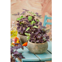 Ocimum basilicum ´Copa®Petite Red´ / Bazalka, 15-20 cm, K7