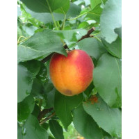 Prunus armeniaca ´Bhart´ (Orangered) / Marhuľa stredne skorá, St.Julien A, VK