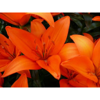 Lilium ´Orange Ton´ / Ľalia, bal. 2 ks, 16/18
