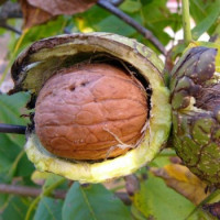 Juglans regia / Orech kráľovský ´Seiferdorfský´, 60-80 cm, C3