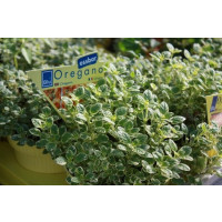 Origanum vulgare BIO / Oregano, Pamajorán obyčajný, K12