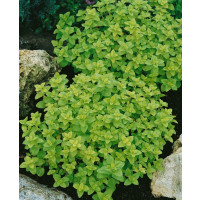 Majorana hortensis / Majoránka záhradná ´MARIETTA/MARCELKA´, bal. 0,35 g