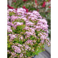 Origanum vulgare ´Compactum´ / Oregano obyčajné, K9
