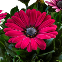 Osteospermum ´Sunny Emma´ / Osteospermum, K7