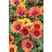 Osteospermum ´Zanzibar Firework Red´ / Osteospermum, K7