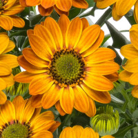 Osteospermum ´Sunny Hazel´ / Osteospermum, bal. 6 ks, 6x K7