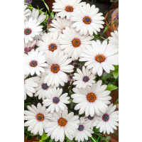 Osteospermum ´Zanzibar White´  / Osteospermum biele, K7