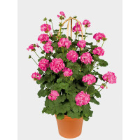 Pelargonium PAC® ´Antik Pink´ / Muškát rýchlo rastúci, bal. 6 ks, 6xK7