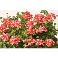 Pelargonium pelt. PAC® ´Mexica Ruby´ / Muškát, bal. 6 ks, 6x K7