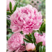 Paeonia lact. ´Sarah Bernhardt´ / Pivonka, C3