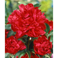 Paeonia ´Karl Rosenfield´ / Pivónia, 2/3