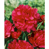 Paeonia ´Red Magic´ / Pivónia, 2/3