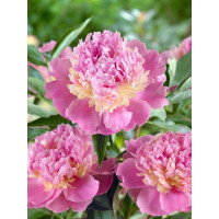 Paeonia ´Sorbet´ / Pivonka, C1