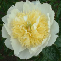 Paeonia lact. ´Honey Gold´ / Pivonka bylinná, VK/C1
