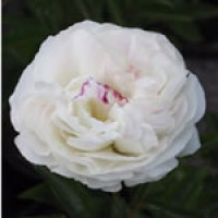 Paeonia lact. ´Alba Plena´ / Pivonka bylinná, C2