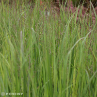 Panicum virgatum 'Northwind' / Proso prútnaté, K9