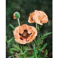 Papaver orientale ´Victoria Luise´ / Mak východný, K9