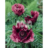 Papaver orientale ´Patty´s Plum´, I.