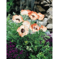 Papaver orientale ´Picotee´ / Mak východný, I.
