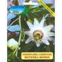 Passiflora coerulea / Mučenka modrá, bal. 10 sem.