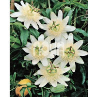 Passiflora ´Constance Elliot´ / Mučenka biela, C1,5