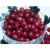 Ribes grossularia ´Pax®´ / Egreš červený rezistentný beztŕnny, ker štepený, VK