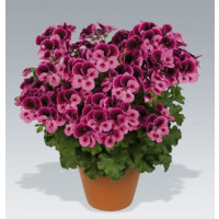Pelargonium Candy Flowers® ´Pink with Eye´ / Muškát ružový, bal. 3 ks, 3x K7