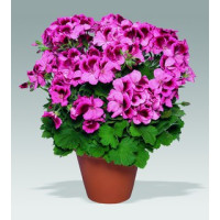 Pelargonium grandiflorum ´Aristo Apricot´ / Muškát veľkokvetý ružový, bal. 6 ks sadbovačov