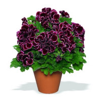 Pelargonium grandiflorum ´Aristo Beauty´ / Muškát veľkokvetý červený, K7