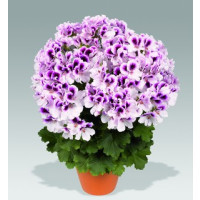 Pelargonium grandiflorum PAC® ´Aristo Petticoat´ / Muškát veľkokvetý, bal. 6 ks, 6xK7