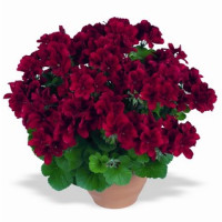 Pelargonium grandiflorum ´Aristo Velvet Red´ / Muškát veľkokvetý , bal. 3 ks, 3x K7